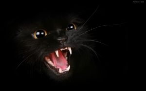 un-gato-negro-2069